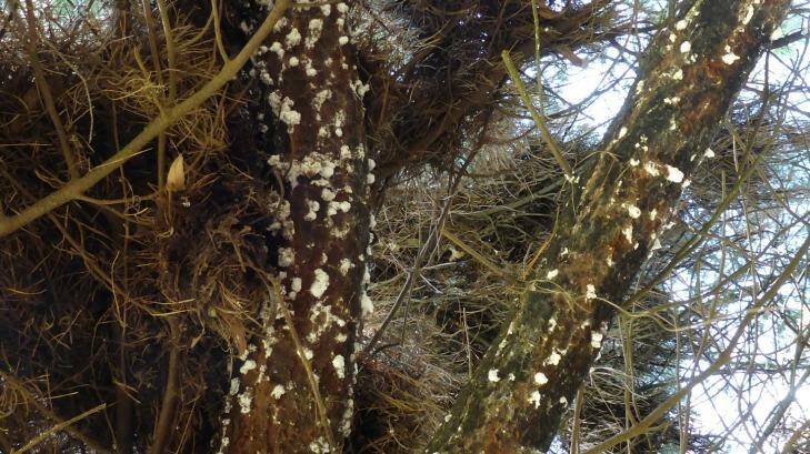 The branches of a pine tree that has been heavily infested with giant pine scale. Photo: Supplied