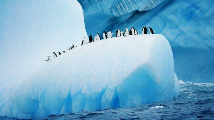 In Antarctica "life-changing moments happen constantly". Chinstrap penguins cruise atop an iceberg.
