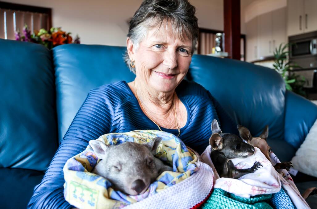 WIRES volunteer, Kiama's Lorraine Toohey is encouraging people to knit pouches that can be used to care for abandoned baby and injured native wildlife. Picture: GEORGIA MATTS