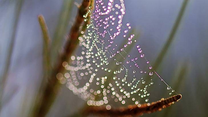 A spider web captured in an autumn early morning. Photo: Vanessa Burdett