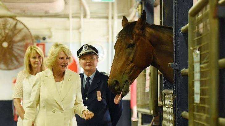 Camilla, the Duchess of Cornwall, is introduced to the horses in the stables during their visit of the NSW Police Mounted Unit in Redfern Photo: Kate Geraghty