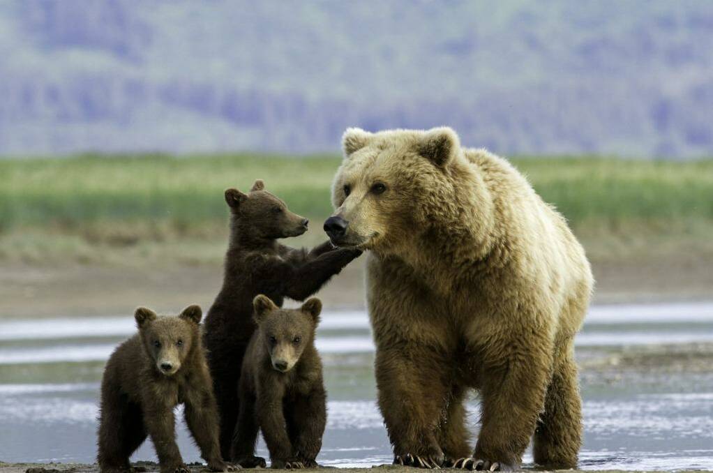 Bear spotting in Alaska with Natural Habitat Adventures. Photo:  Natural Habitat Adventures