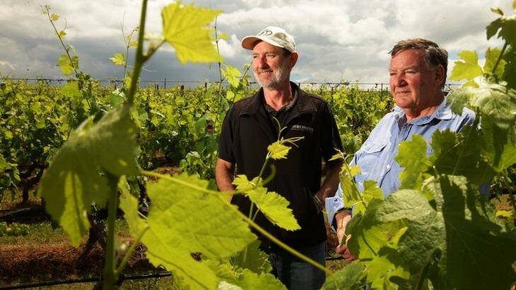 Do global clouds loom for international trade? Brokenwood Wines winemaker Iain Riggs and viticulturist Kieth Barry in the vineyard. Australian wine exports to China leapt 50 per cent this year. Photo: Peter Stoop