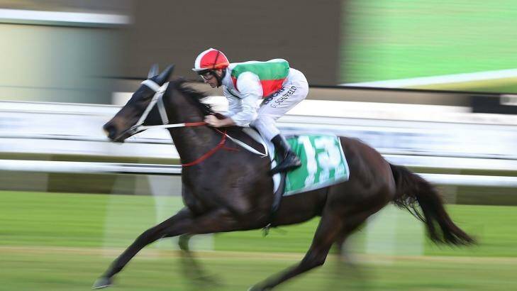 On show: My Sabeel scores at Randwick on Saturday. Photo: Anthony Johnson/Getty Images