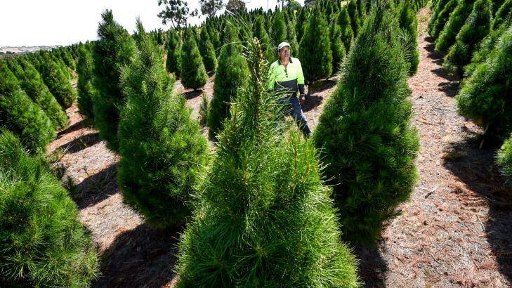 Frank Porto on his Xmas tree farm in Belgrave South, which is within the giant pine scale contaminated area. Photo: Justin McManus