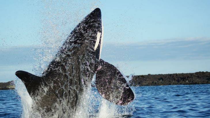 Up goes the whale ... Photo: Craig Platt