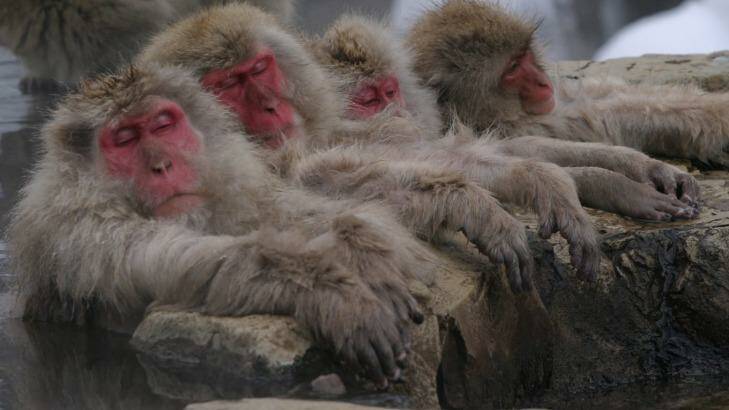 Snow monkeys in Japan.