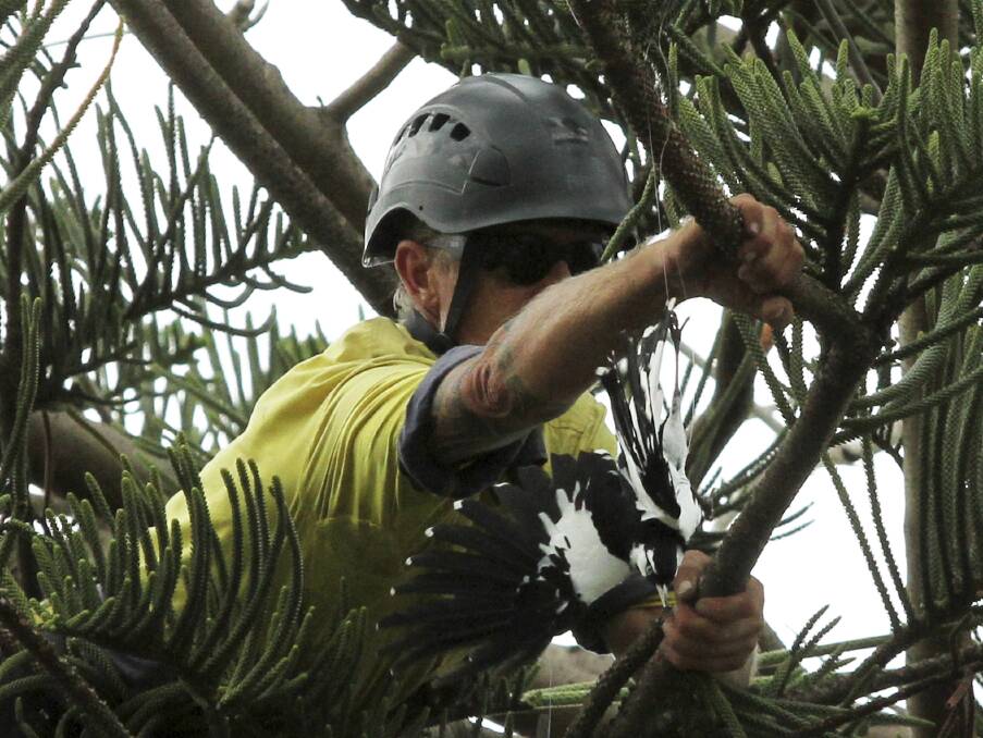 Burnett Trees arborist David Bampton nears the peewee that was snagged up a large Norfolk Island pine. Picture: DAVID HALL