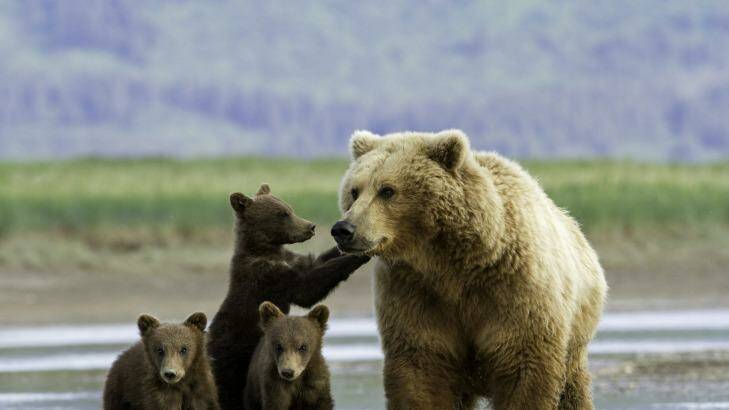 Bear spotting in Alaska with Natural Habitat Adventures. Photo:  Natural Habitat Adventures