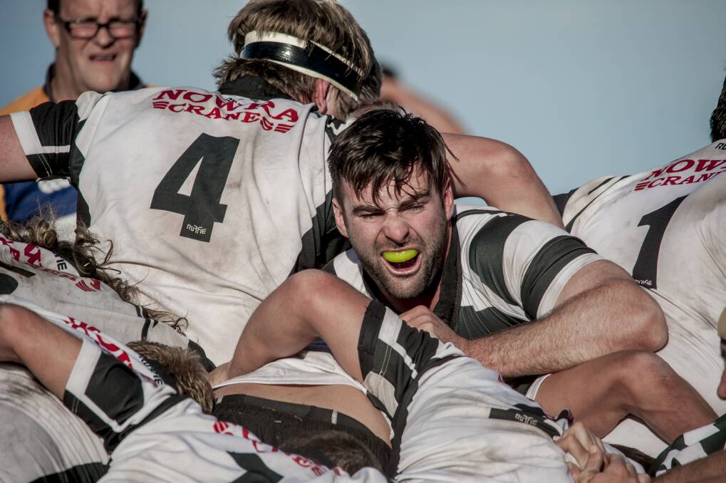 Kiama Cows Leighton Cowley in the middle of a maul during his side's mighty win over Shamrocks on Saturday - their sixth successive win. Picture: LINDA FAIERS