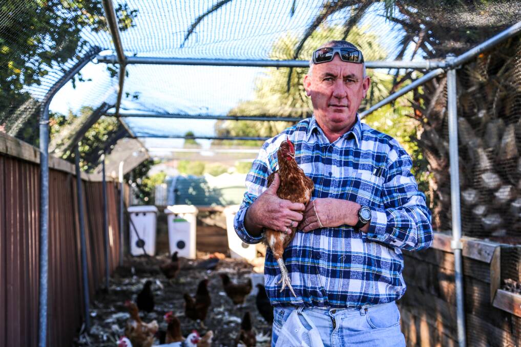 Oak Flats Bowling & Recreation Club member Martin Aspery in the club's chicken run. Mr Aspery looks after the chickens, which are part of the club's efforts to be more sustainable. Picture: GEORGIA MATTS