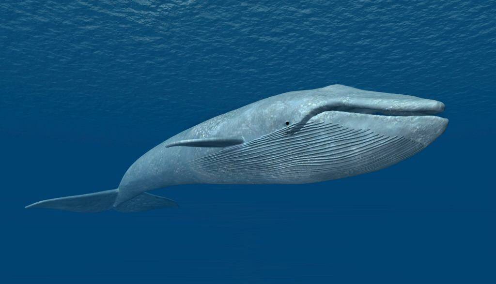 Seismic testing by oil and gas companies is exposing the blue whale to toxic levels of  noise pollution. Photo: MR1805