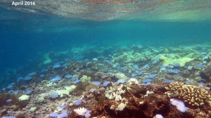 Extensive bleaching of Acropora corals on the reef crest of North Direction Island, April 2016. Photo: Andrew Hoey, ARC Centre of Excellence Coral Reef Studies