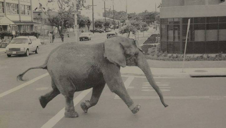 Tyke running through the streets of downtown Honolulu on August 20, 1994. Photo: Honolulu Star Advertiser