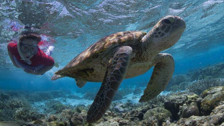 Lady Eliott Island, Queensland - Junior Reef Ranger Programme. Snorkelling with turtles.
 Photo: Chris McLennan