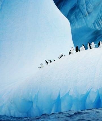In Antarctica "life-changing moments happen constantly". Chinstrap penguins cruise atop an iceberg.