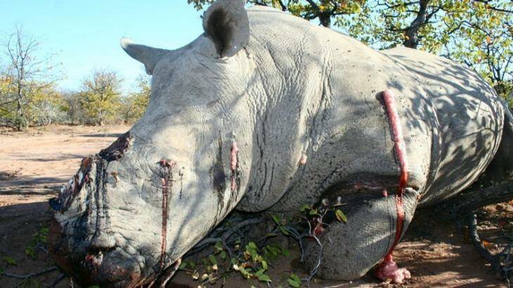 A white rhinoceros killed by poachers for its horns in 2012. Photo: Humane Society International