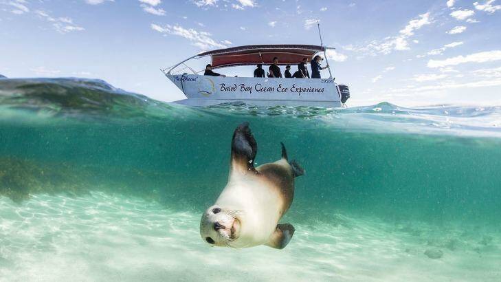 Under the sea: A seal poses for the camera.