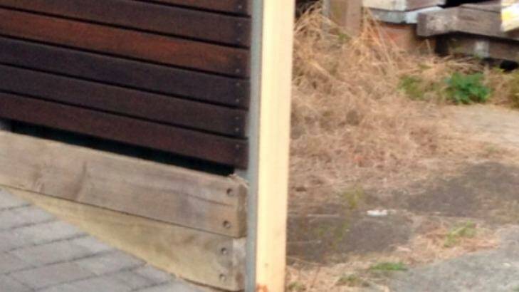 Topics: mysterious wild cat at Carrington. Photo: tconnell@theherald.com.au
