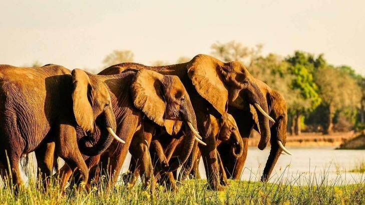 Royal-Zambezi-Lodge-Elephants- Adventure World tra17-deals Photo: Supplied