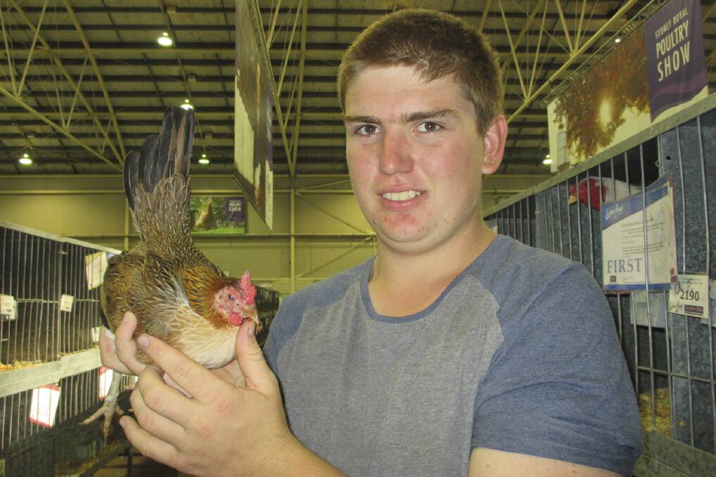Ryan McParland with his prize-winning old English game hen. Picture: DAVID HALL
