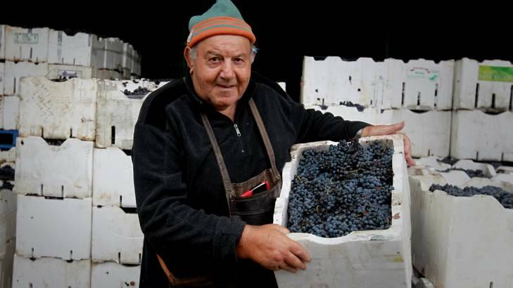 Best of the bunch: John Merlino with his grapes for backyard winemakers. Photo: Ben Rushton