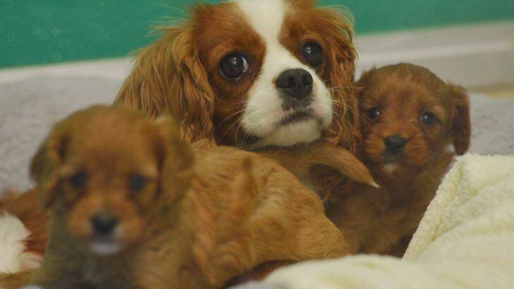 A mother and her puppies rescued from a puppy farm in Melbourne. Photo: Joe Armao