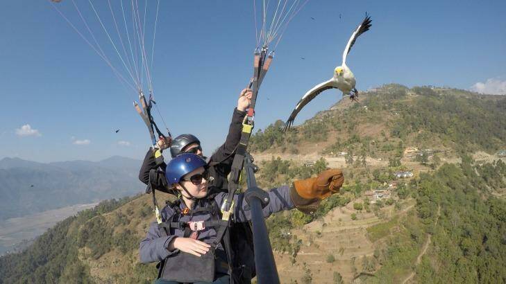 Tandem paragliding with an Egyptian vulture in Nepal. Photo: Emma McDonald