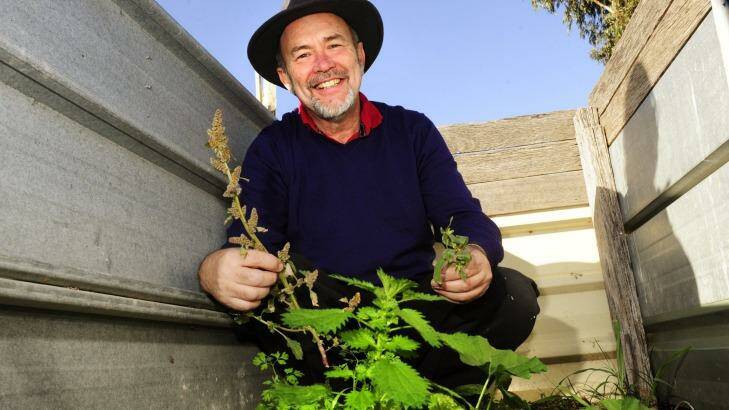 Richard Horobin checks out the edible weeds growing in the Cotter garden compost heap. Photo: Melissa Adams