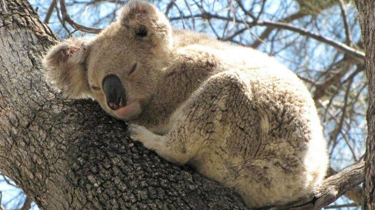 At risk: Koalas face habitat loss from illegal land clearing. Photo: Phil Spark