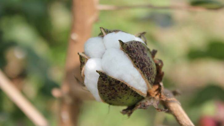 Cotton is considered a "cash crop" in India where the industry employs 60 million people in production, processing, marketing and trade. Photo: Lucy Cormack