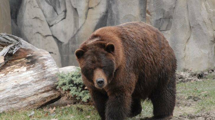For the past three years bears have been in hibernation for good reason. Photo: Chicago Zoological Society