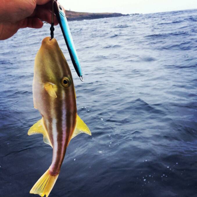 EDITOR CATCH: Narooma News editor Stan Gorton got this leatherjacket on a jig at Montague Island last week - see the story on leatherjackets in the news section of this website! (5/3/14)
