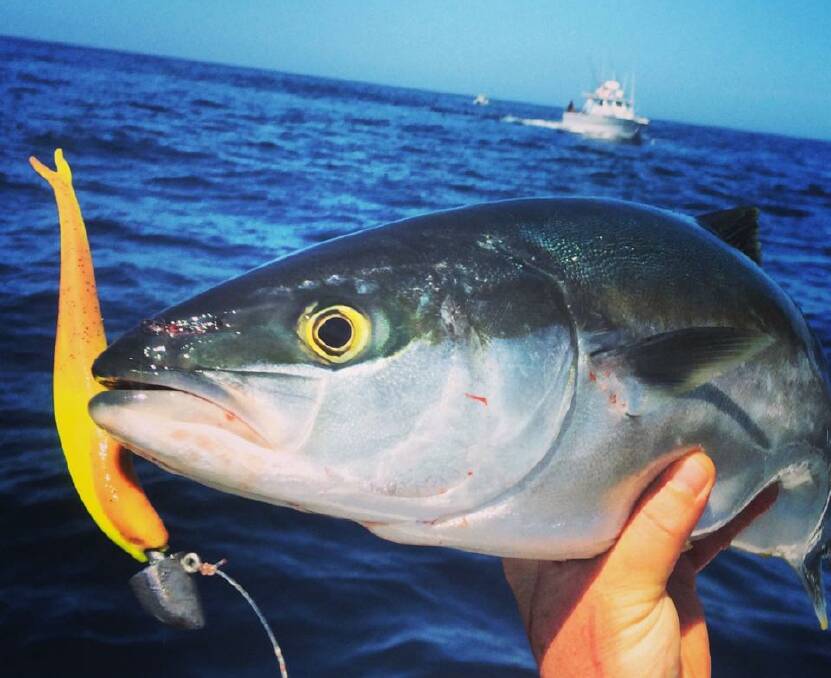 EDITOR CATCH: Editor Stan Gorton got into the surface kingfish action last week using a Gulp soft plastic, finally getting a keeper! (26/3/14) 