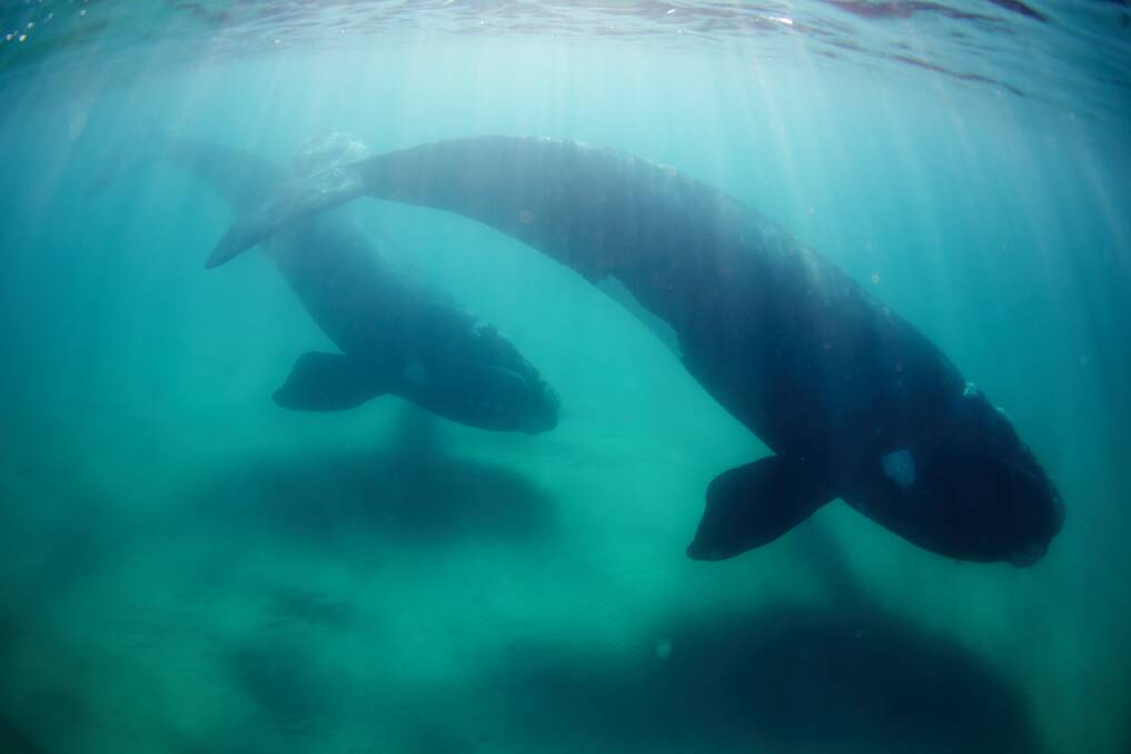 An underwater close encounter with two southern right whales