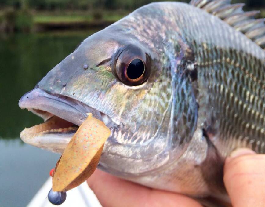 EDITOR CATCH: Narooma News editor Stan Gorton got this colourful bream on the Tuross River last week. (5/2/14)