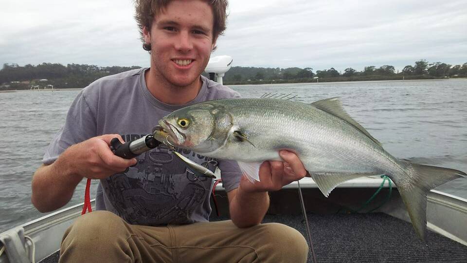 ALEX TAILOR: Alex Krantz got out in the muddy water in Wagonga Inlet getting a few descent fish, including this nice tailor. (2/4/14) 