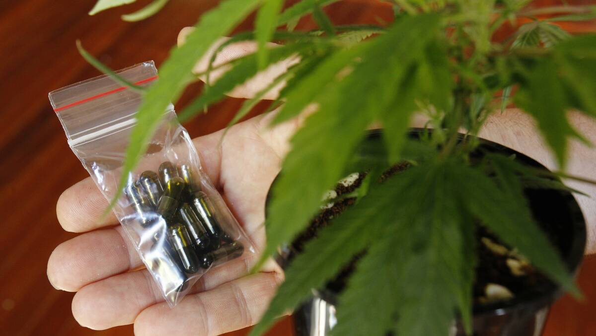 A bag of medicinal cannabis oil capsules and a young cannabis plant of the Z7 hi CBD low THC strain which is the preferred choice for medicinal cannabis oil extraction. Picture MAX MASON-HUBERS 