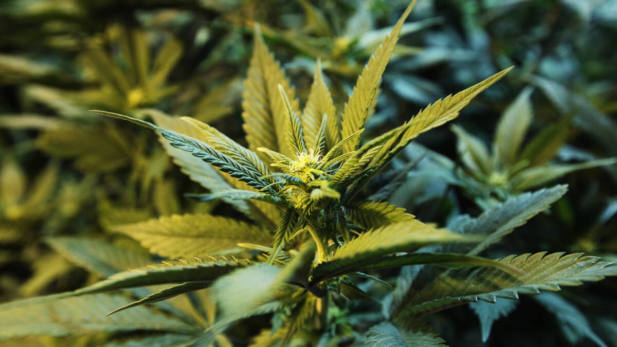 Cannabis set-up found in Albion Park Rail 