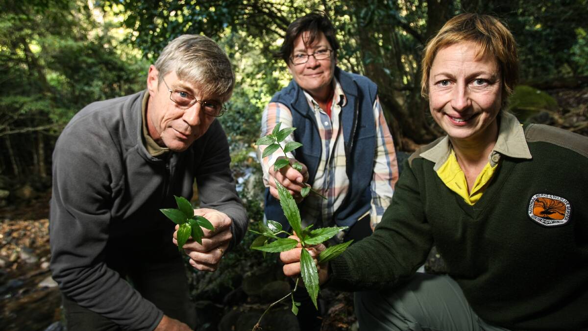 Friends of Minnamurra Rainforest group meet once a month to remove weeds in the forest. Volunteer's Geoffrey Reynolds, Jamberoo, and Charlotte Poole, Gerringong, with National Parks Juliet Dingle. 19/06/2013 Photo Dylan Robinson