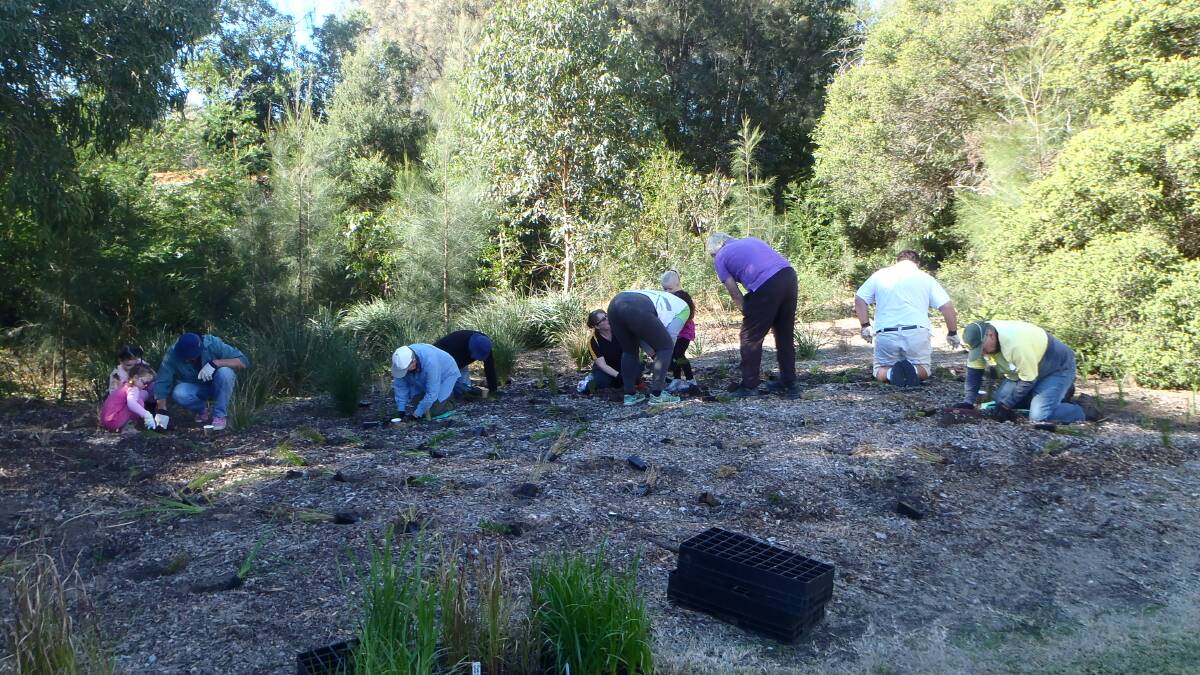 Members of NSW Office of Environment and Heritage, Shellharbour City Council and Oakey Creek Bushcare Group take to Oakley Creek at Oak Flats to remove noxious weed. Photo supplied
