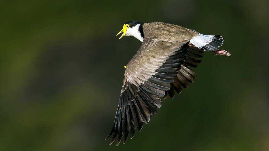 Watch out for Plovers this Autumn