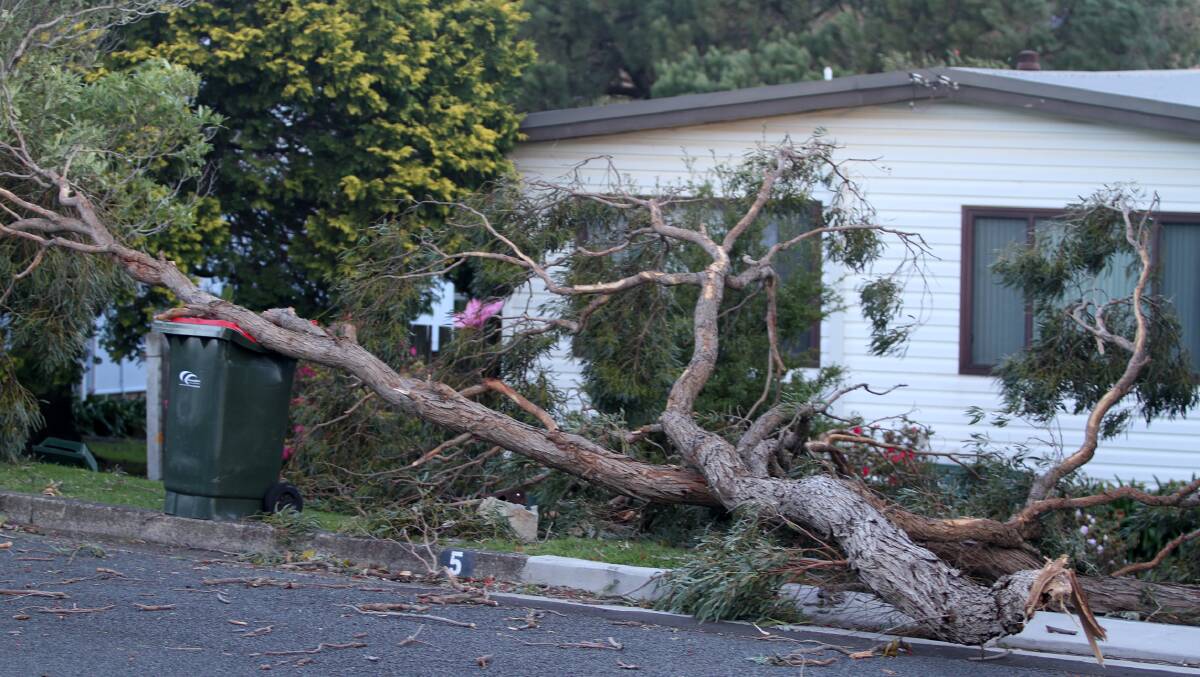 Early damage - a tree falls across a driveway and garbage bin in Henley Avenue in Kiama. PICTURE: DAVID HALL