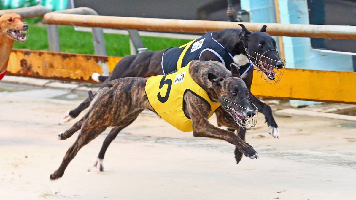 RSPCA to join greyhound probe
