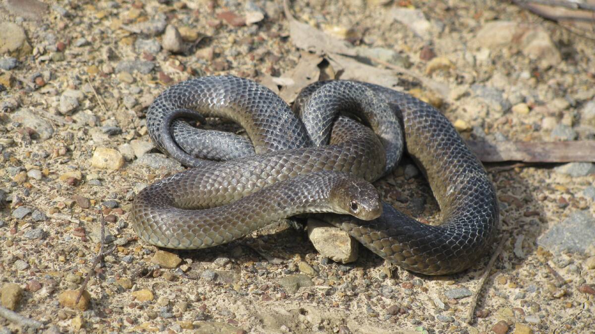 Paramedics transported a man to Wollongong hospital suspecting he had been bitten by a brown snake .
