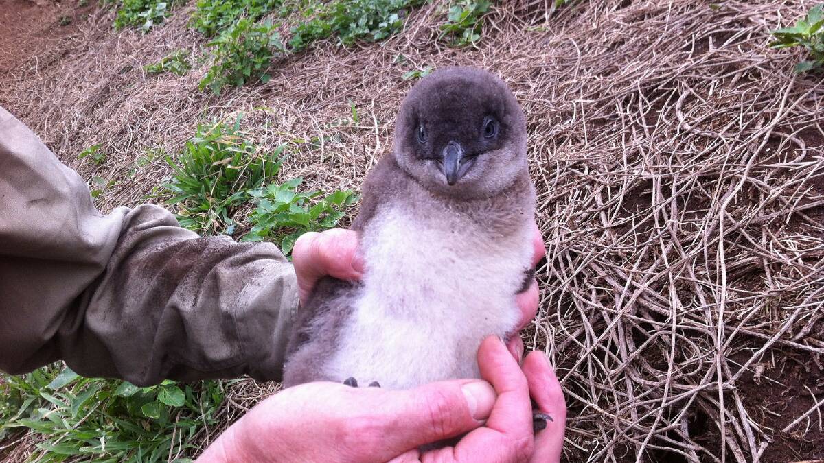 Little penguin faring well with habitat restoration on Five Islands Nature Reserve. Picture: John Brown