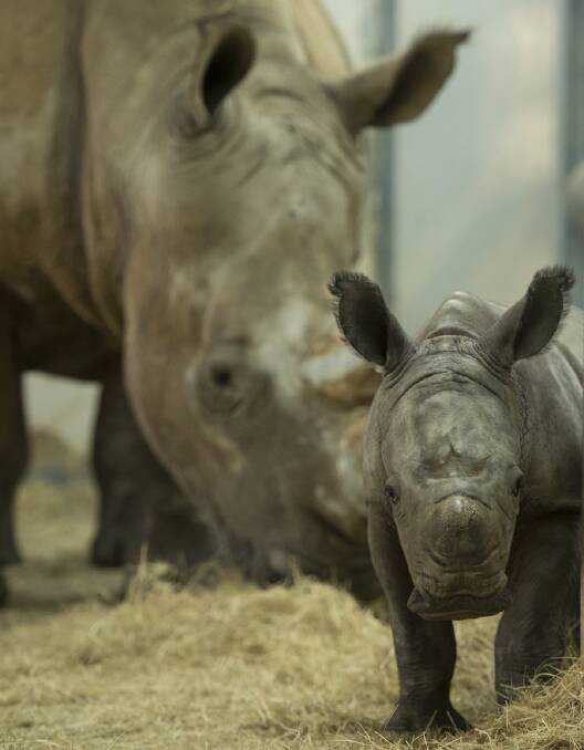 Kiama, the baby rhino!
