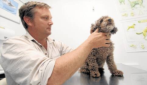 Kiama vet Peter Davis, pictured examining Harriet, has warned pet owners to be vigilant during the tick season. Picture: DYLAN ROBINSON