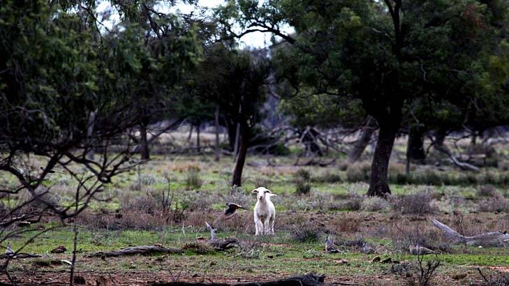 ''Scalded country'': A lone lamb surveys part of Barnaby Joyce's property at Gwabegar, in the state's north-west. Photo: Nick Moir
