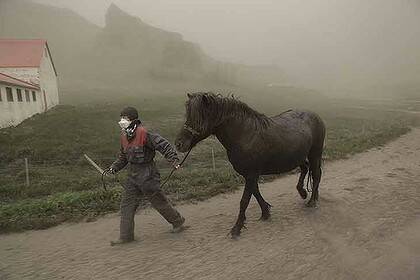 Local residents affected ... Anna Hardadottir, a farmer of Horgsland, leads a horse, through the ash pouring out of the erupting Grimsvotn volcano.